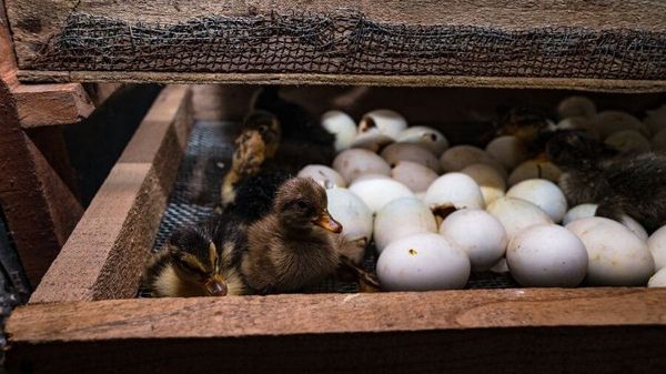 Cas de grippe aviaire : après la vaccination, le confinement des volailles