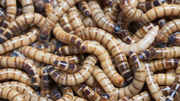 Les vers de farine débarquent dans votre assiette ce lundi 10 février – régalez-vous !