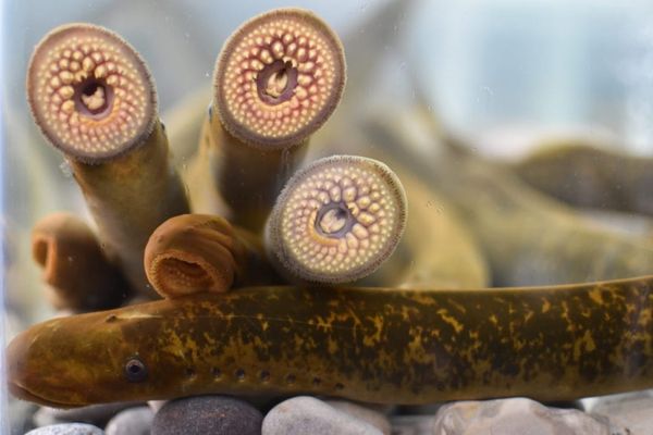 Grands Lacs: l’explosion des « poissons vampires » après les confinements COVID inquiète les scientifiques