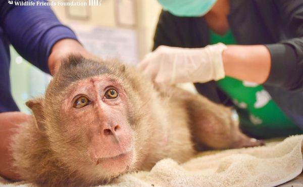 Les animaux de laboratoire, un commerce lucratif pour Maurice menacé par les droits de douane de Trump