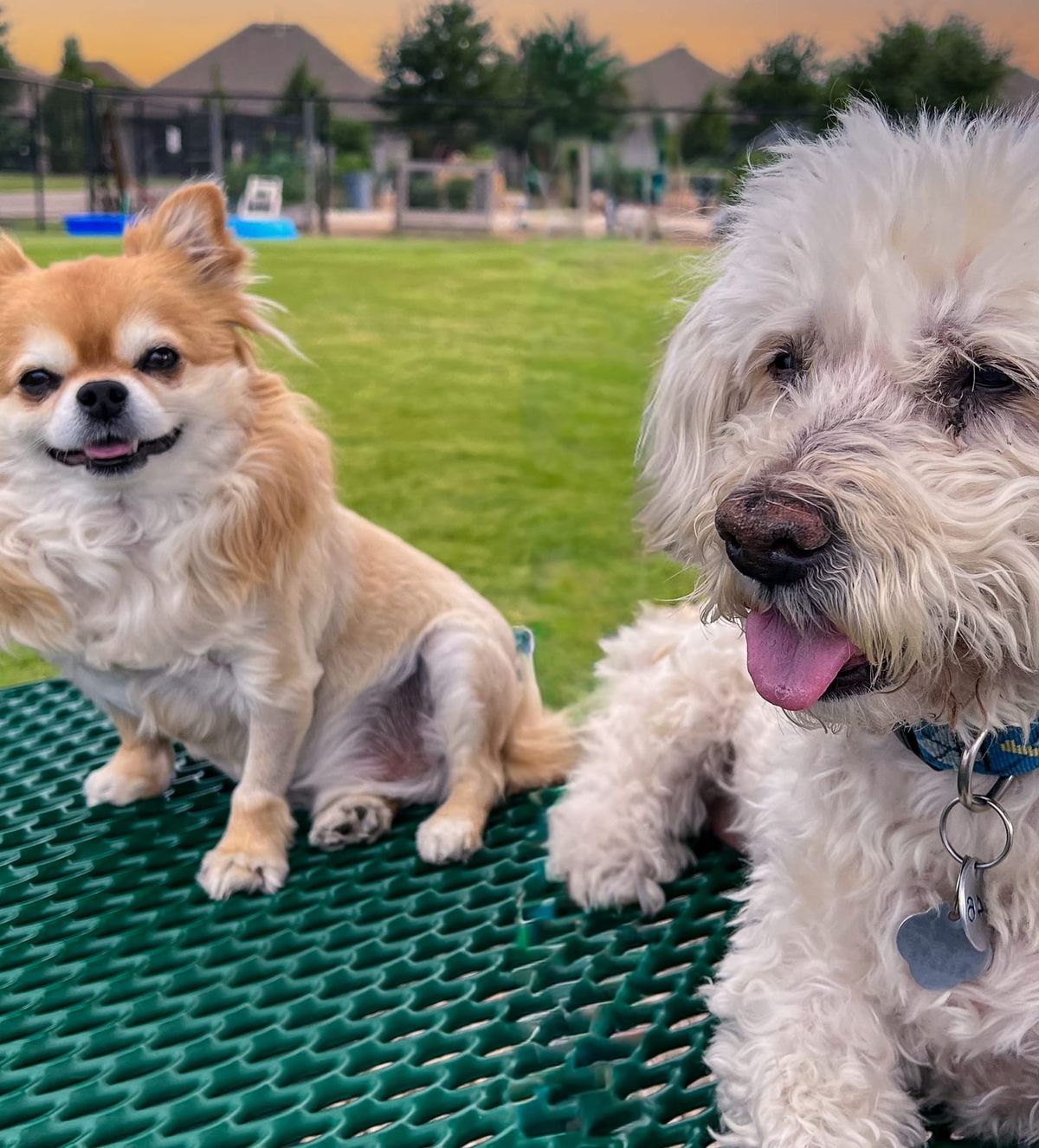 Magic Buds @Park