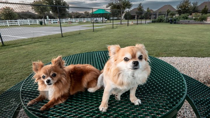 Magic Pups