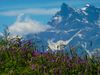 View of mountains and flowers above Villars