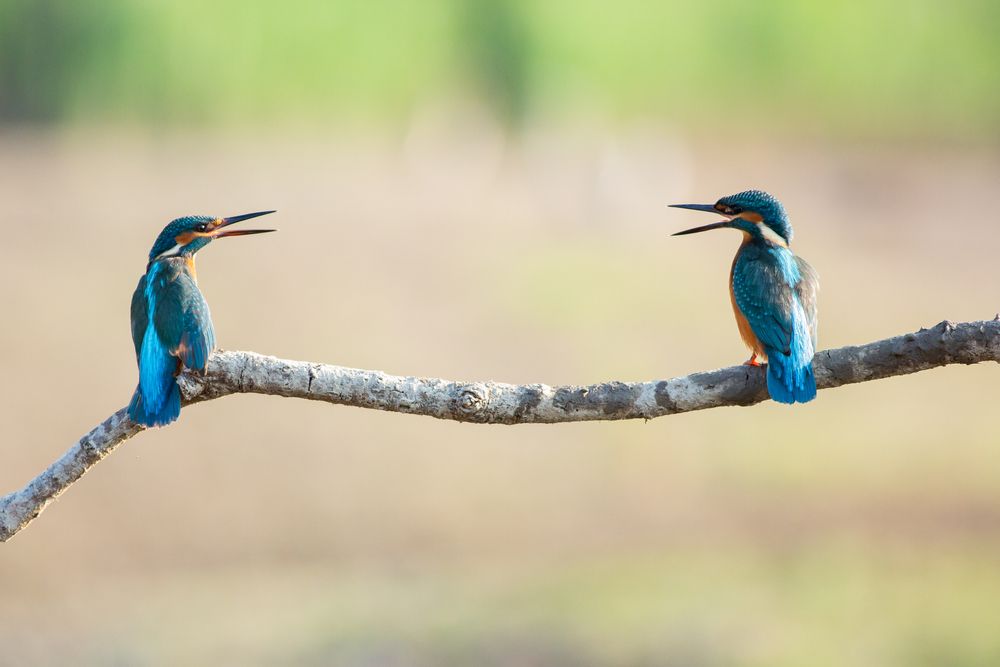 Что обсуждать с начальником один на один?