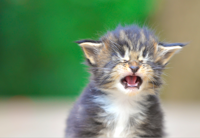 Негативисты и нытики в коллективе: как с ними уживаться