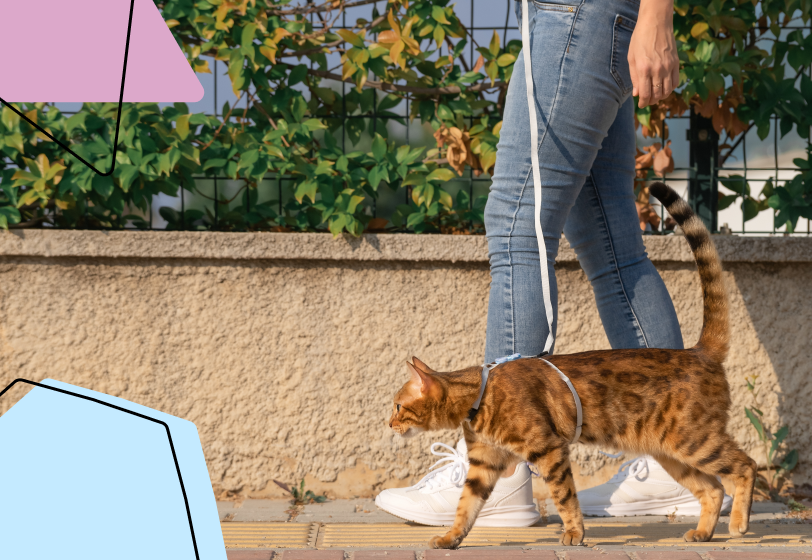 Российские работодатели ищут директора по мемам и котоняню