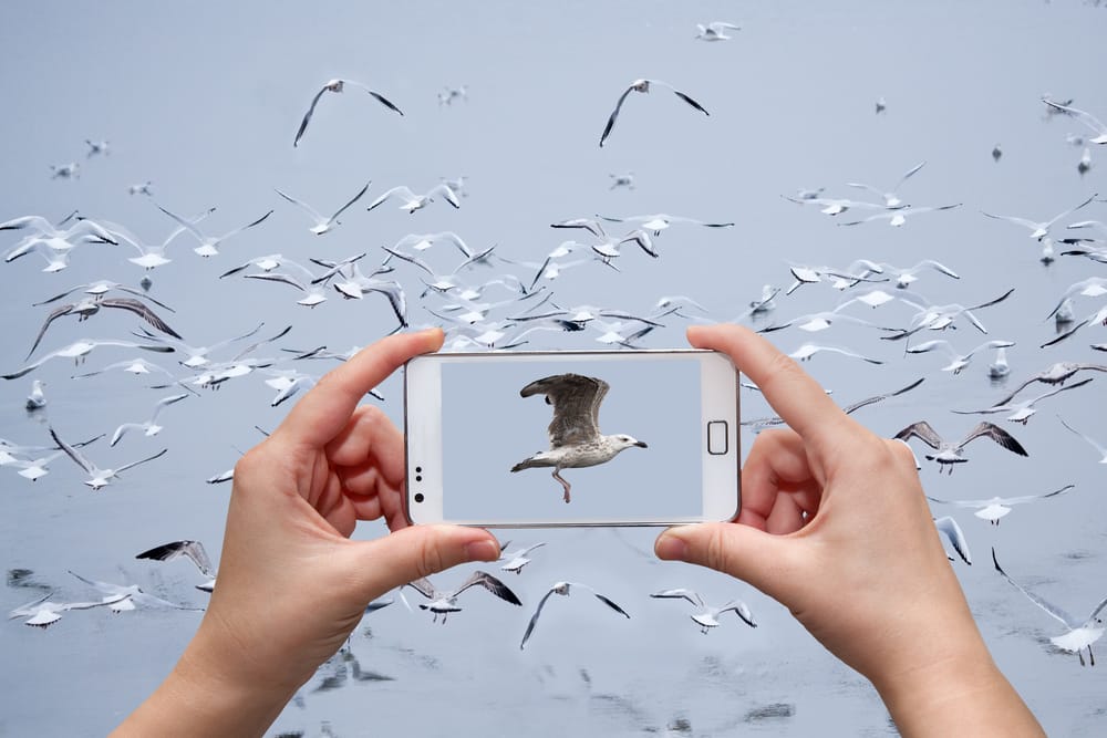 Пришел, поломал, ушел: что такое чайка-менеджмент