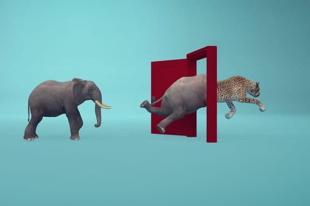 От ветеринара до HR-стратега: как изменить профессию и не потерять себя