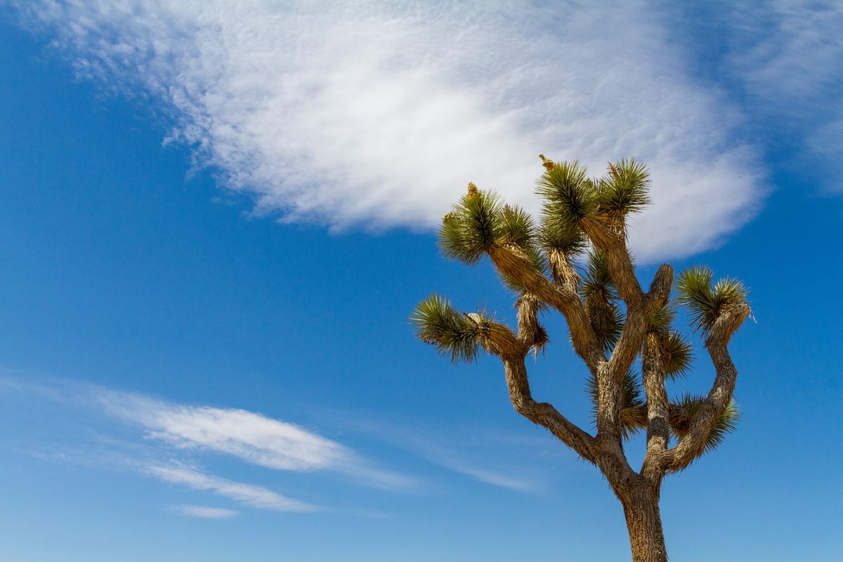 Joshua Tree