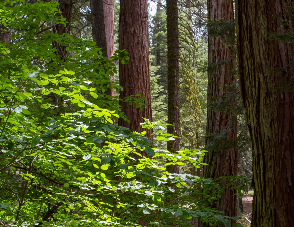 Sequoia and Southern Sierra