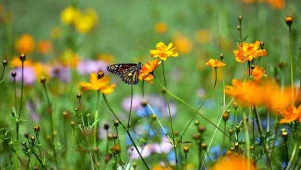 Olive Tree Foundation Announces Grant to Fund Pollinator Garden in Thorncliffe Park