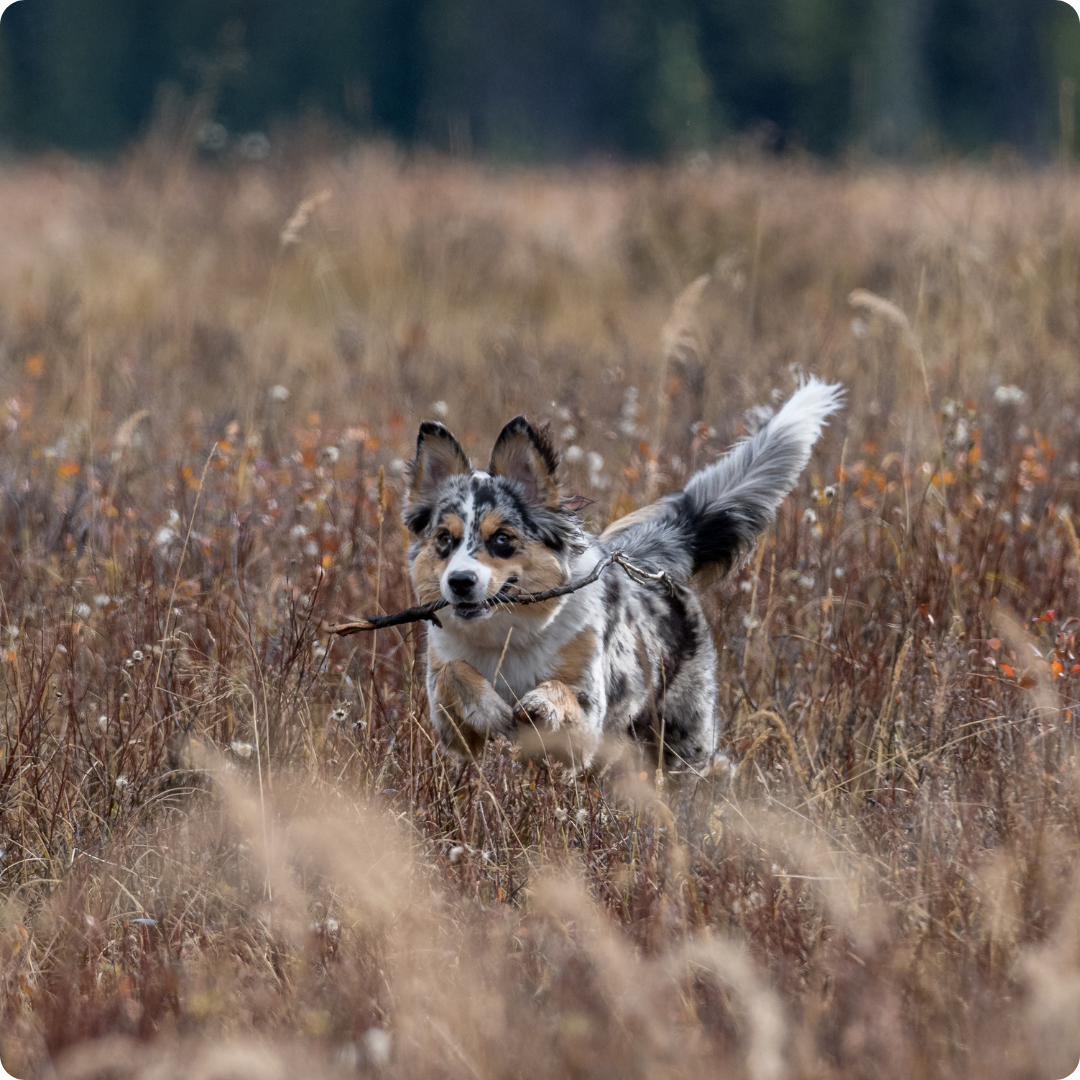 Dog running through long grass with a stick