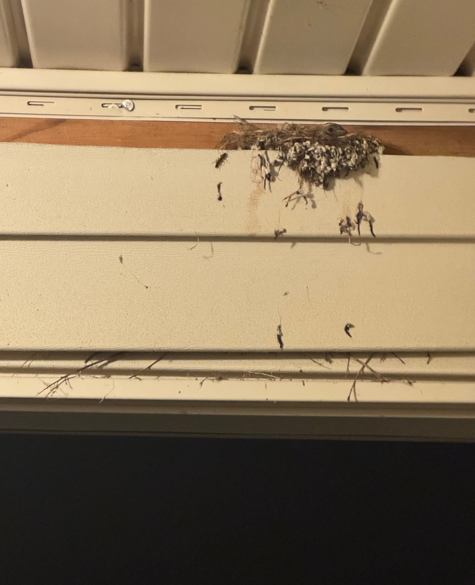 Small bird resting in a nest beneath the eaves of a house at night during a thunderstorm.