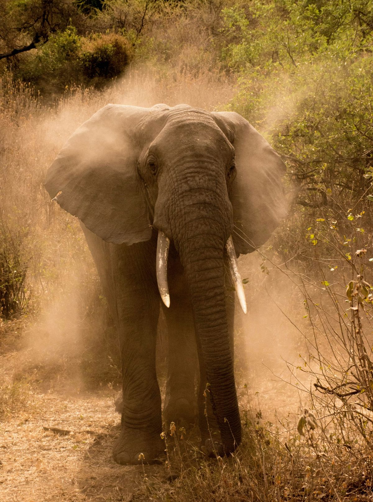 Dancing with the Elephant