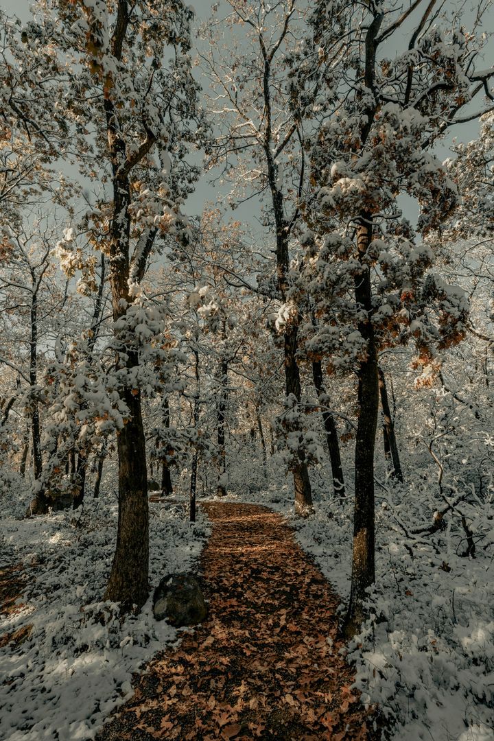 A narrow path covered in fresh snow, with fallen leaves still visible beneath, leading forward through bare trees.