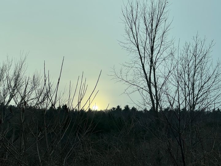 Early morning light rising behind bare trees at the edge of a quiet landscape.