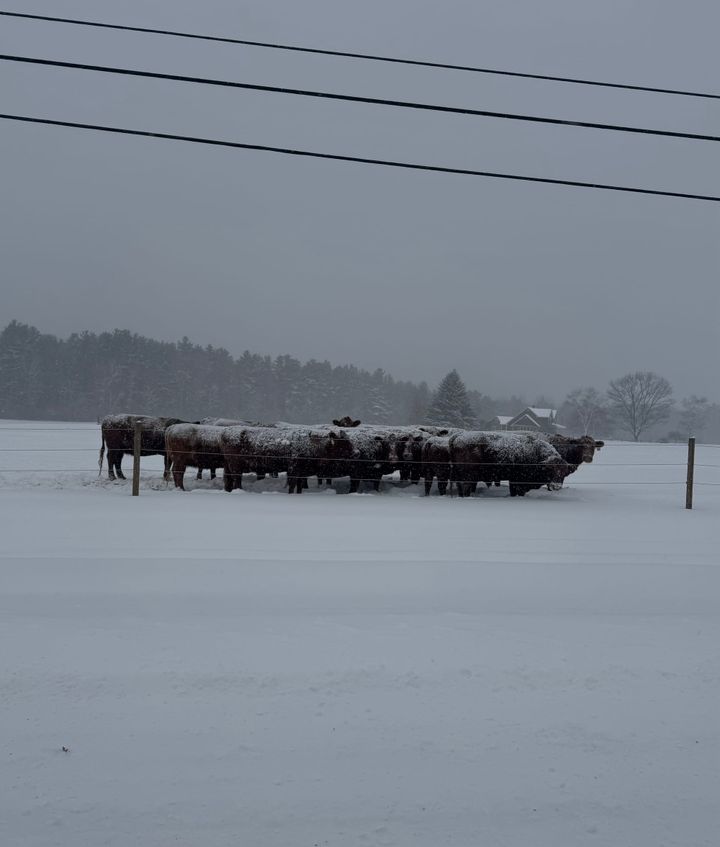 Several black cattle clustered tightly in a snow-covered field, facing winter weather.
