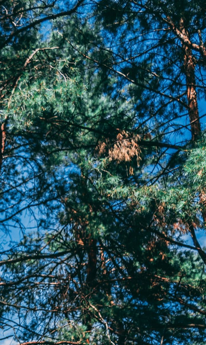 Looking up through dense pine branches against a bright blue sky, with sunlight filtering through the needles.