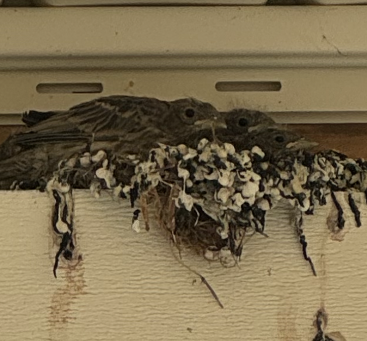 Three baby birds protected by their watchful mom in a sheltered nest—a quiet image of healing, accompaniment, change, loss, and renewal.
