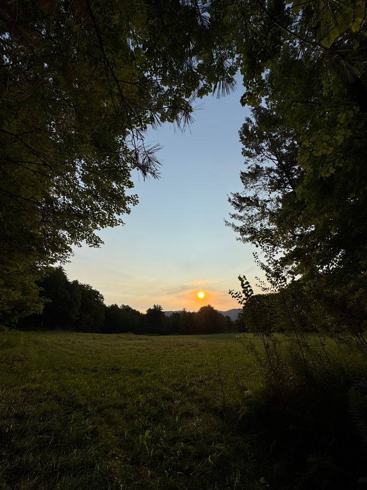 An opening in the forest reveals a quiet meadow and a warm sunset beyond the trees.