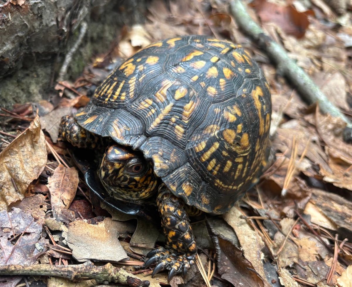 A box turtle peeking out of its shell.