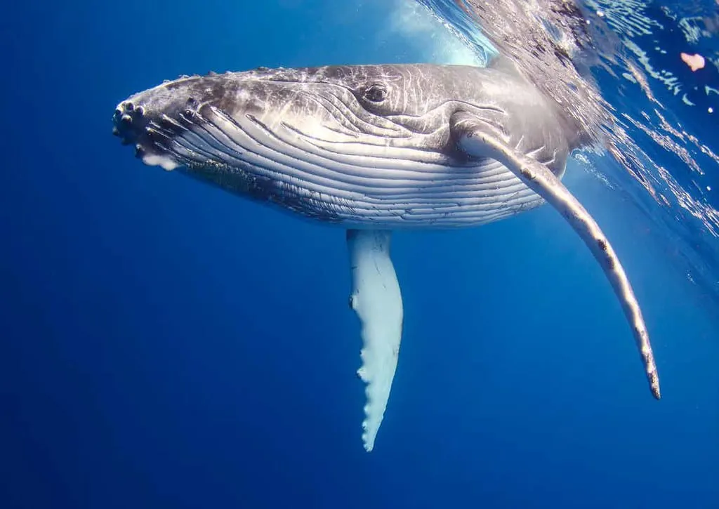 昨天某鯨魚使用61,205枚SOL購買127.1萬枚TRUMP，目前浮盈2141萬美元