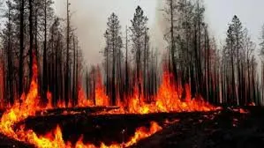 加密捐贈市場The Giving Block擬爲加州山火受害者籌款200萬美元