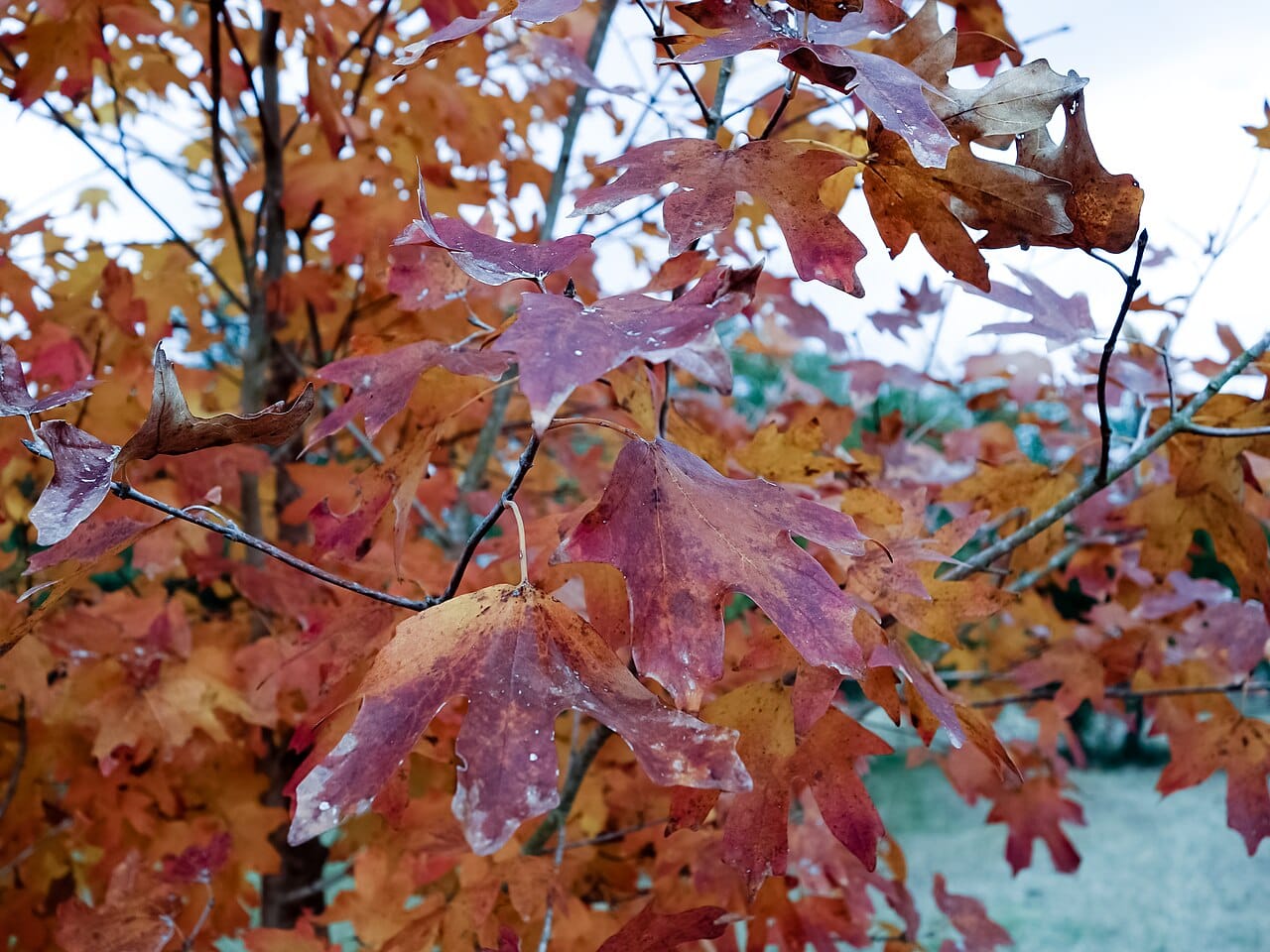 Orange and red fall leaves of bigtooth maple (Acer grandidentatum)