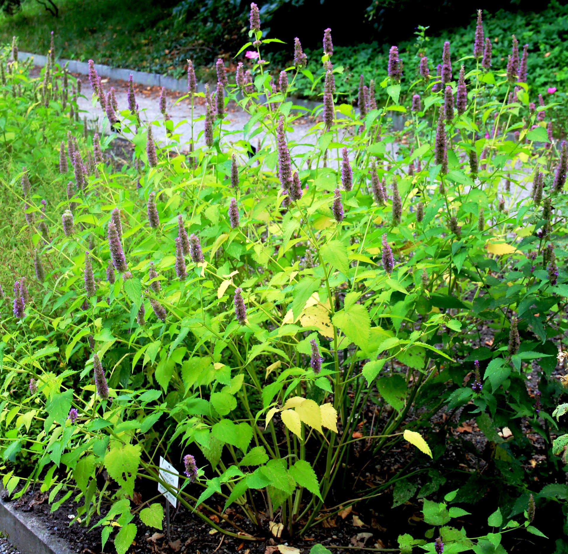 Agastache blooming in a drought-tolerant garden