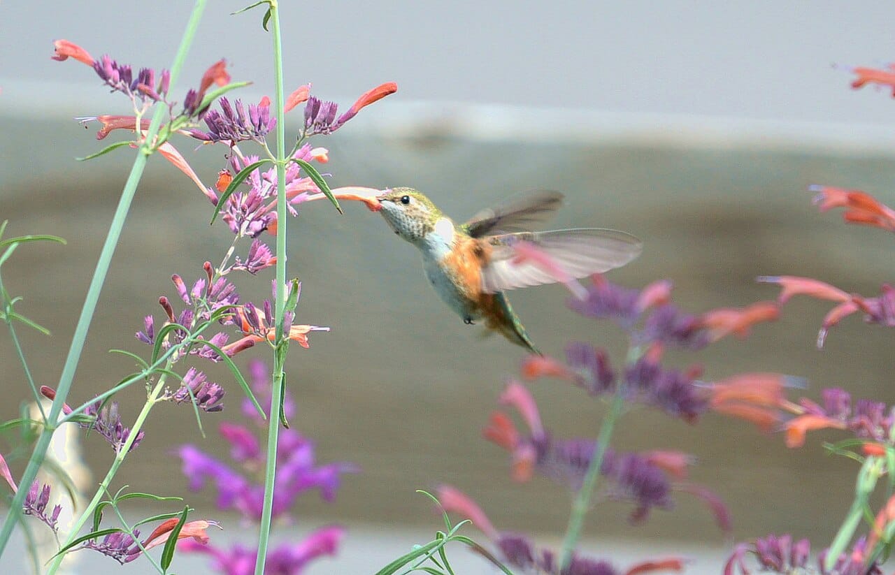 Rufous hummingbird hovering and feeding on orange and purple Agastache rupestris flower spikes