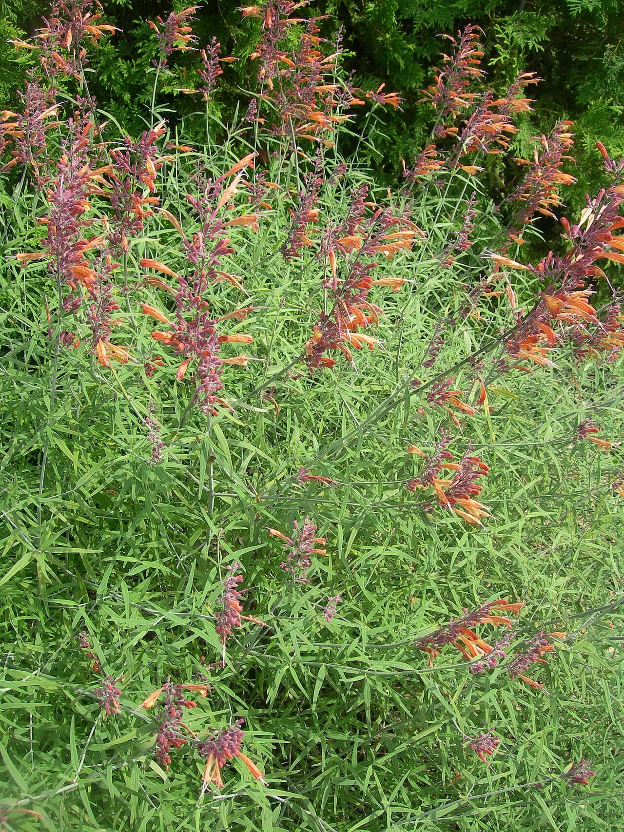 Agastache rupestris sunset hyssop with orange tubular flowers, the signature Zone 6 xeriscape perennial