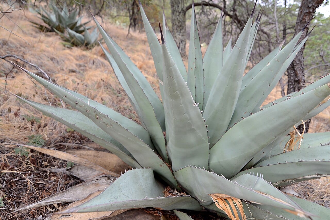 Havard agave (Agave havardiana)