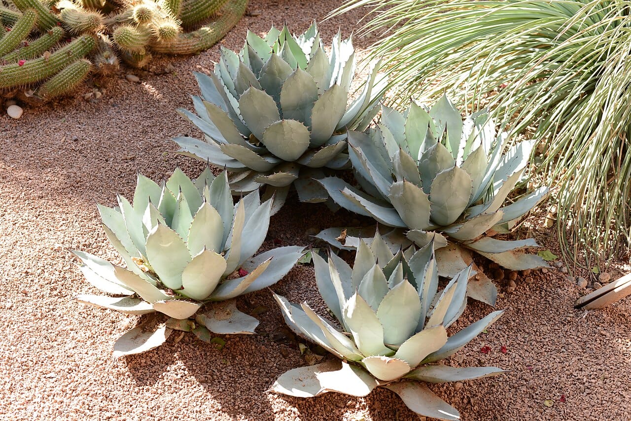 Blue-gray rosettes of cold-hardy Agave parryi in a gravel desert bed