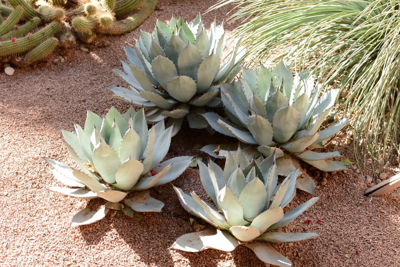 Parry's agave (Agave parryi)