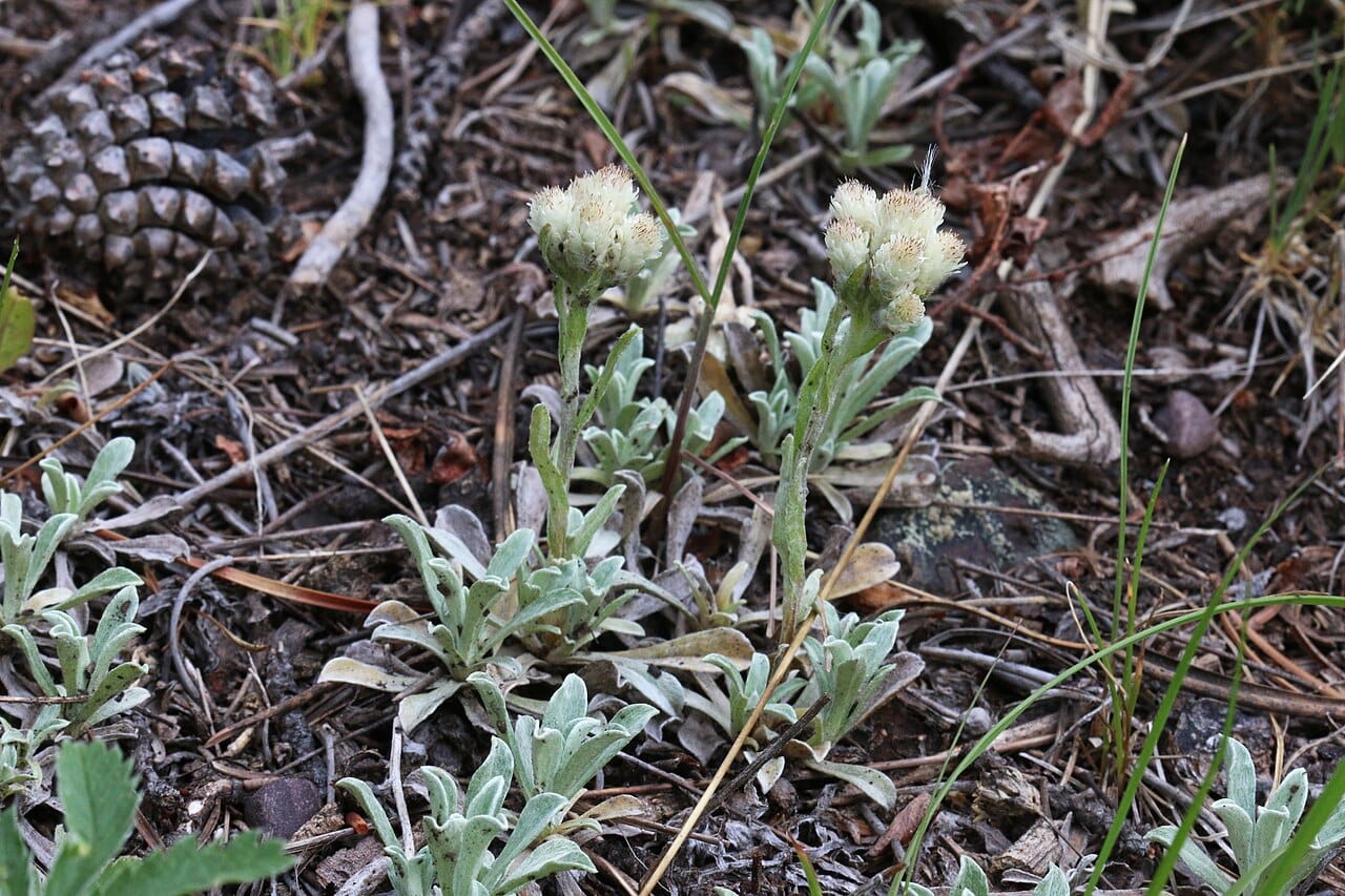 Pussytoes (Antennaria parvifolia)