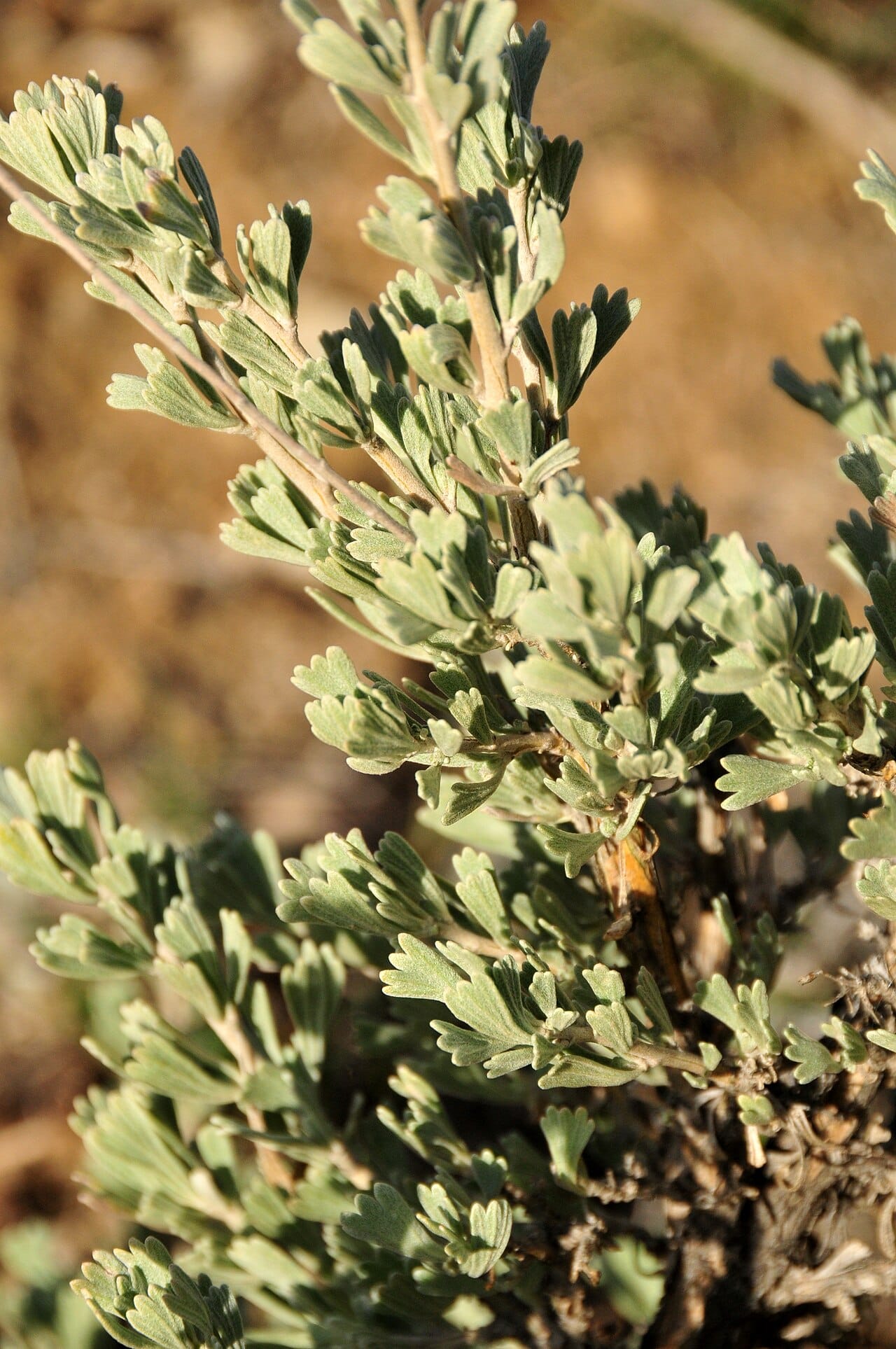 Silver-gray three-lobed foliage of big sagebrush in evening light