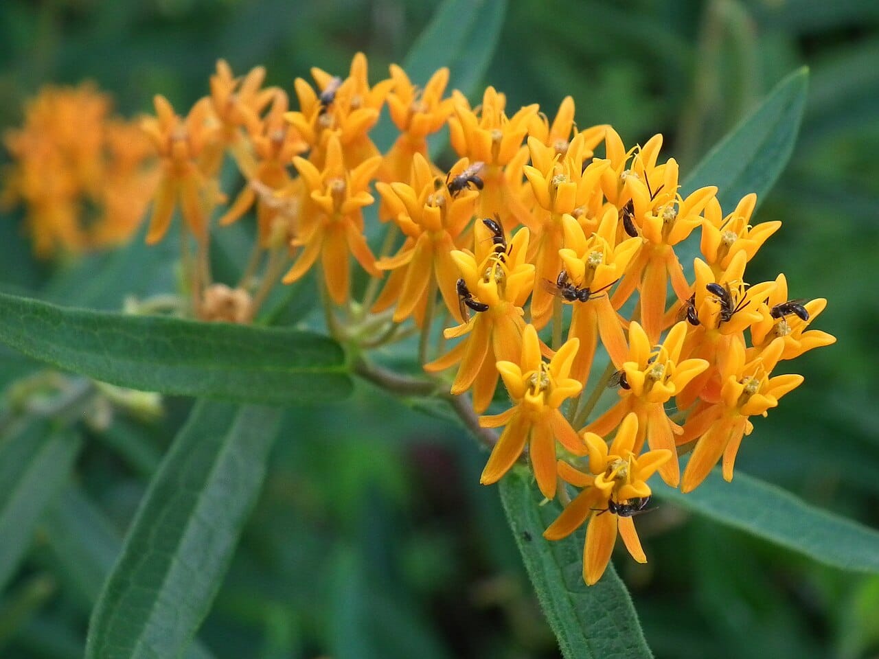 Bright orange butterfly weed flower cluster covered with small native bees