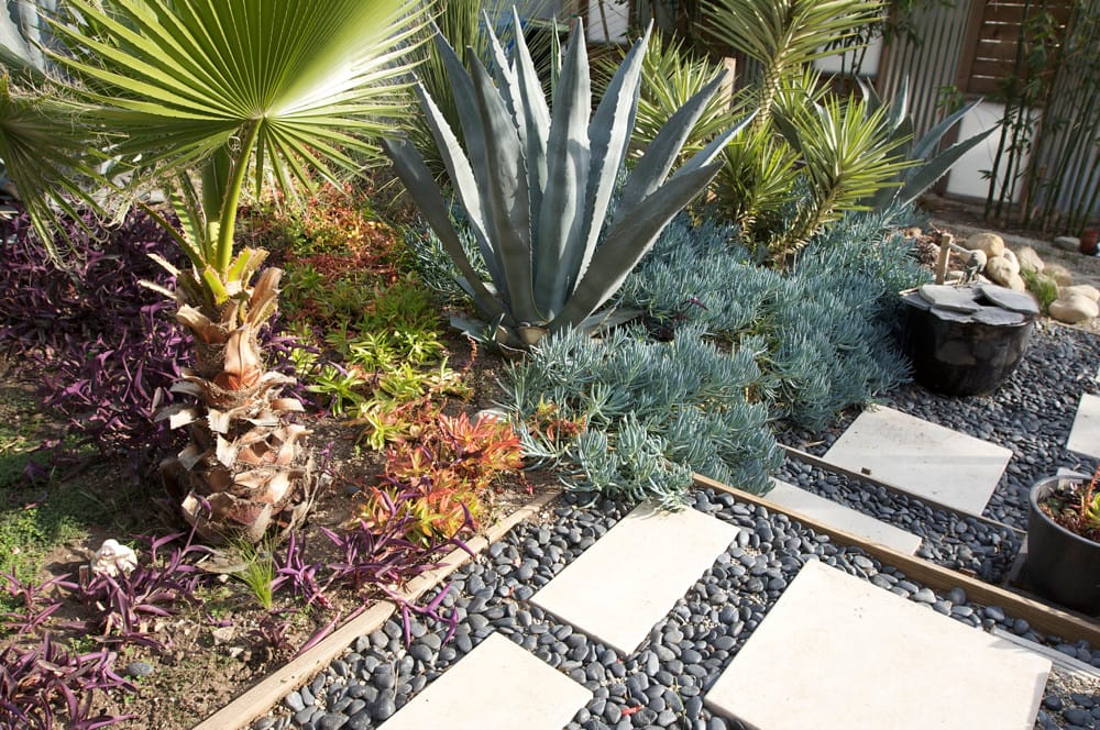 Modern backyard corner with square pavers over dark pebbles, agave, and blue succulents