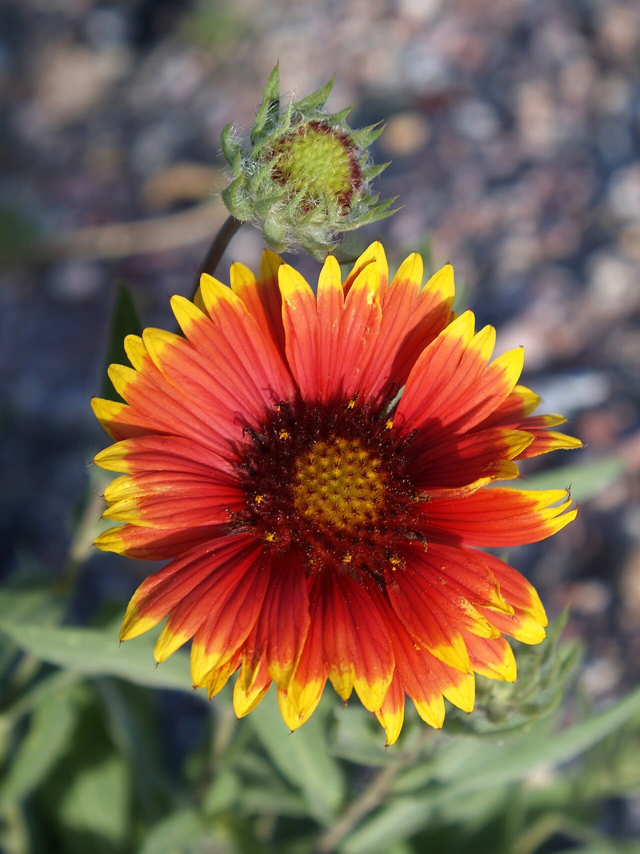 Blanket Flower blooming in a drought-tolerant garden