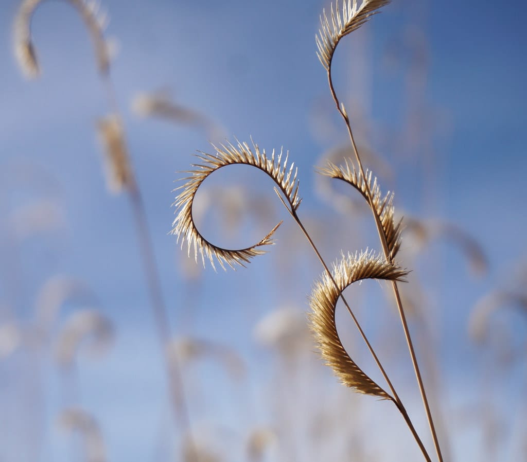 Blue grama (Bouteloua gracilis)