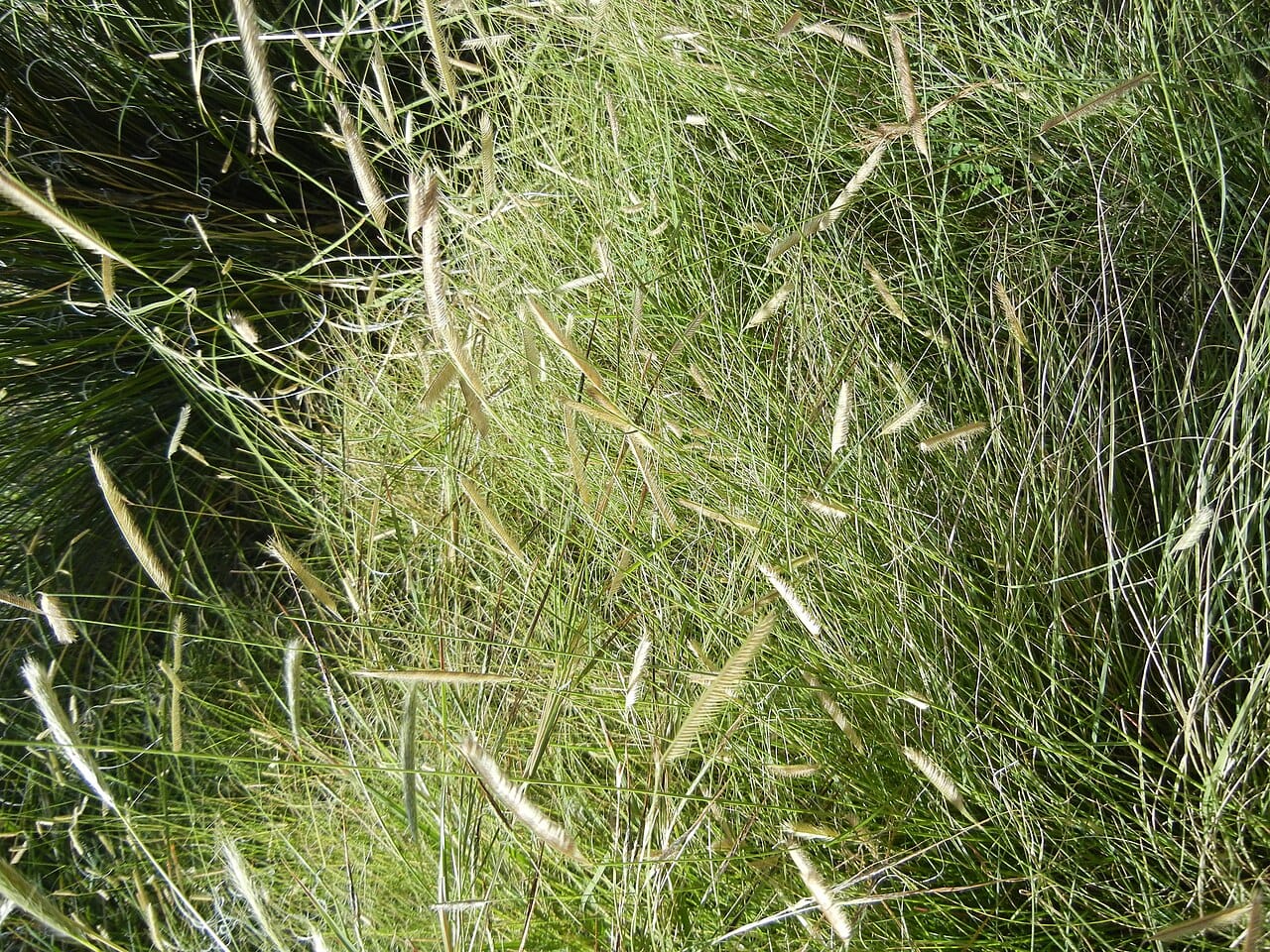 Blue grama grass (Bouteloua gracilis) with its distinctive eyelash-shaped seed heads