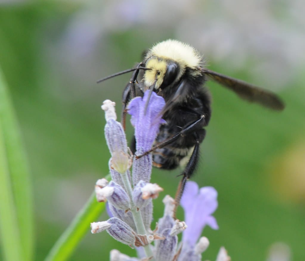 Bumblebee feeding on a lavender flower spike in a low-water garden