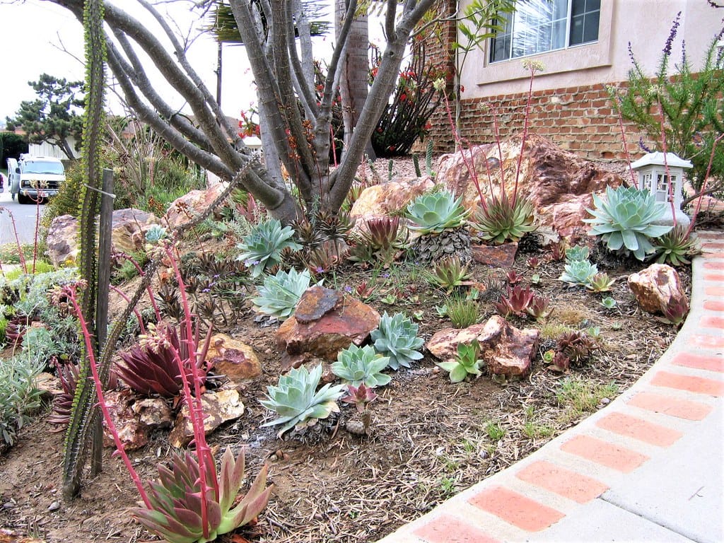 Southern California front yard planted with dudleya and succulents instead of lawn