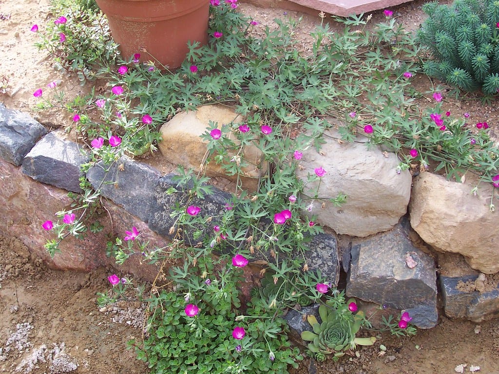 Winecups (Callirhoe involucrata)