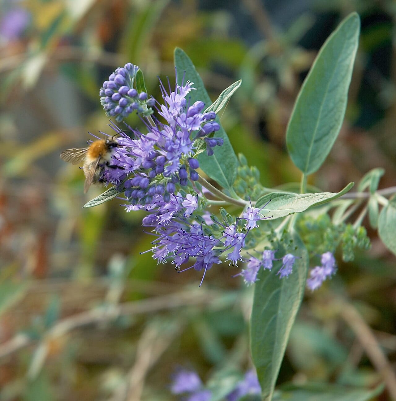 Blue mist spirea flowers in violet-blue clusters with a bumblebee feeding