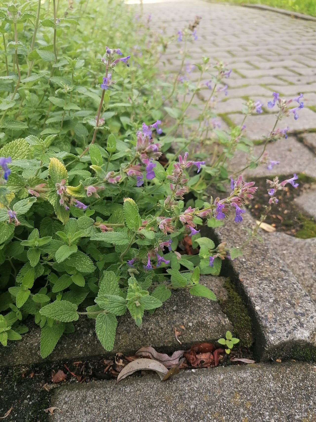 Catmint blooming in a drought-tolerant garden