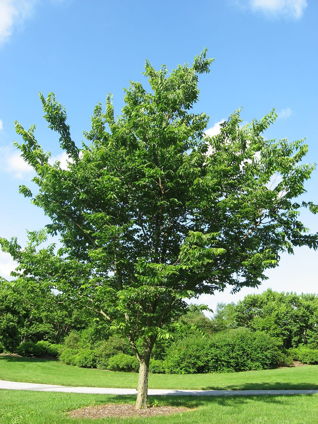 Young common hackberry tree with a full green canopy in a landscape setting