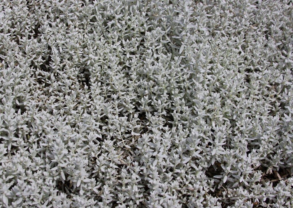 Snow-in-summer (Cerastium tomentosum)