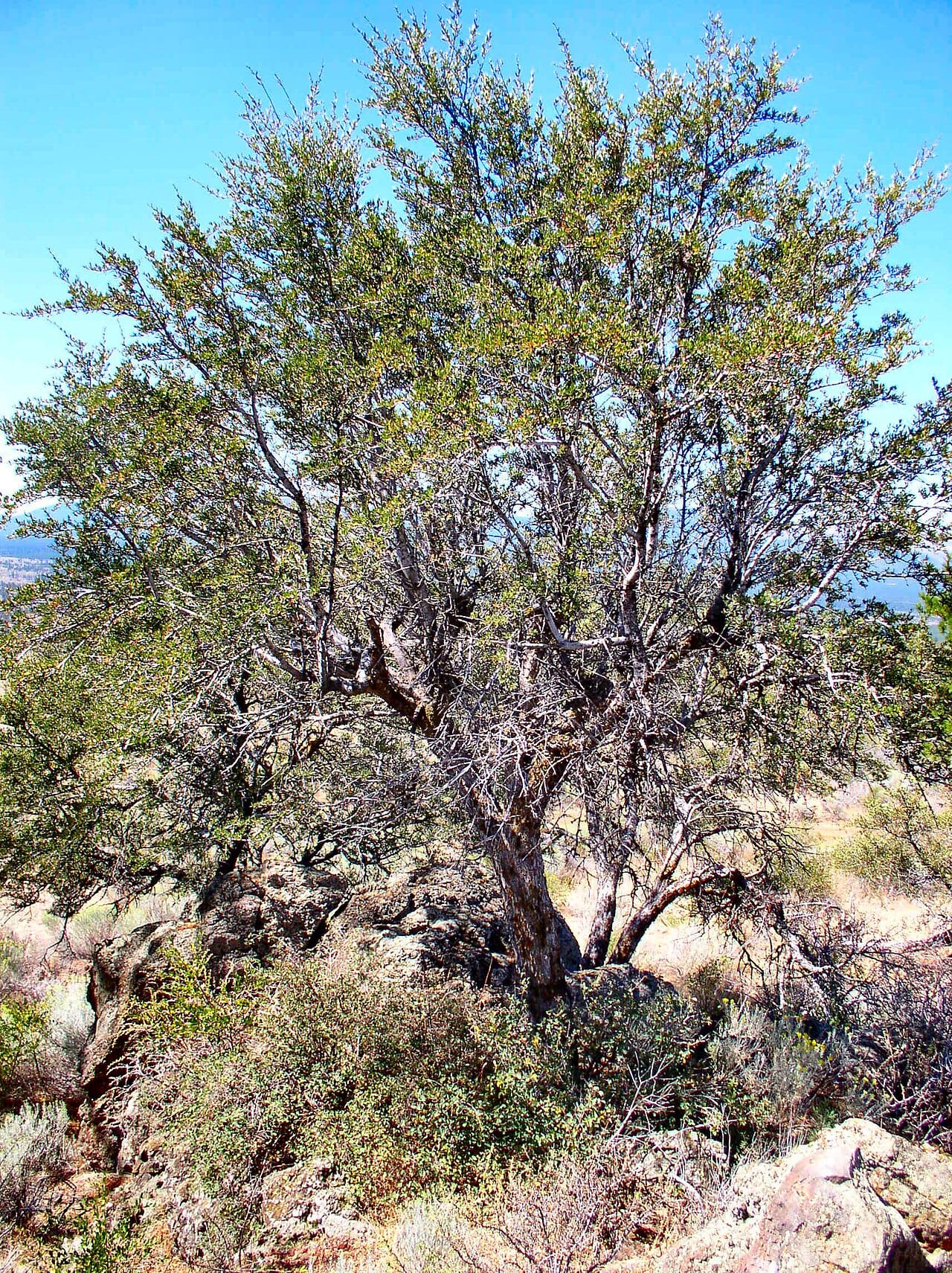 Mature curl-leaf mountain mahogany (Cercocarpus ledifolius) growing among rocks