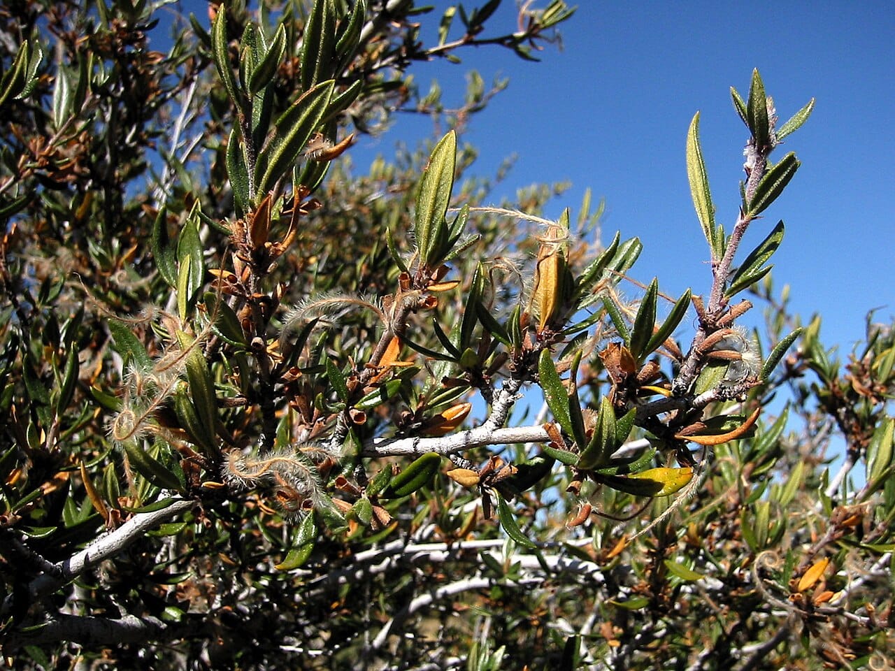 Curl-leaf mountain mahogany branches with evergreen leaves and feathery seed tails
